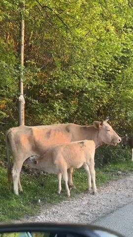 From the perspective of someone in a vehicle, the video shows a cow and a calf standing near a road. The cow is light brown with darker brown patches. The calf is standing next to the cow and appears to be nursing. A small portion of another animal is visible to the right of the cow. Behind the animals are trees and bushes. A metal post is visible on the left side of the frame.