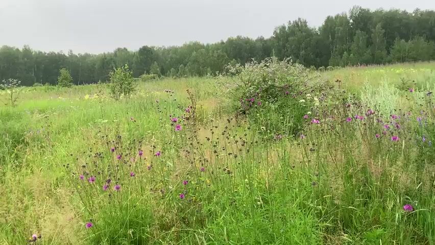 The video opens with a wide shot of a field filled with tall green grass and scattered purple thistles. In the background, a dense forest borders the field under a cloudy sky. The camera then pans to the left, revealing a body of water, possibly a lake or pond, with a shoreline covered in lush green grass and reeds. The water's surface shows the faint ripples of rain. The camera continues to pan, focusing on the shoreline and the water, where small patches of reeds are visible growing from the water's edge. The scene is tranquil and natural, with the focus on the interplay between the water, the vegetation, and the overcast weather. There are no people or animals visible in the video.