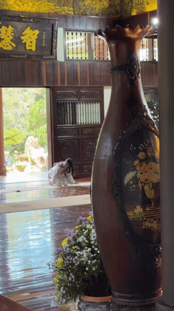 Morning prayers and garden activities at Da Lat monastery