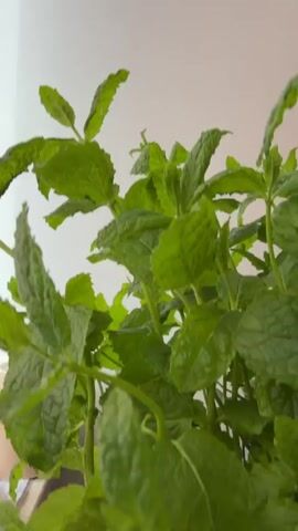This is a close-up, panning shot of a potted mint plant. The plant is lush and green with many leaves. The pot is dark gray and sits on a surface that appears to be a table or windowsill. The background is a plain, light-colored wall. The lighting is bright, likely from a nearby window.