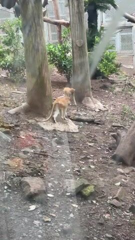 This video shows two monkeys walking on the ground in a zoo enclosure. The enclosure appears to be naturalistic, with trees, rocks, and dirt. The monkeys are light brown in color and have long tails. One monkey is slightly ahead of the other, and they appear to be moving together. In the background, there is a metal fence, possibly part of the enclosure. The overall lighting suggests it is daytime.