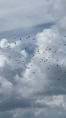 Rural morning: farming, running, birds, and a roadside police stop