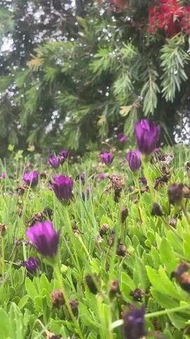 A low-angle shot focuses on a patch of purple flowers and green succulent-like plants. The flowers are mostly closed buds with some fully bloomed. In the background, a large bush with green leaves and red bottlebrush-like flowers is visible. The lighting suggests an overcast day. The camera is static.