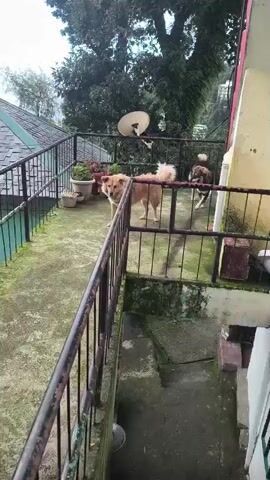 Two dogs are on a balcony. One dog is a light brown color and the other is a darker brown and black color. The light brown dog is facing the camera and looking to the left. The darker dog is facing away from the camera and looking to the right. There are plants in pots on the balcony and a satellite dish on the wall. The balcony has a metal railing. The background shows trees and a hill.