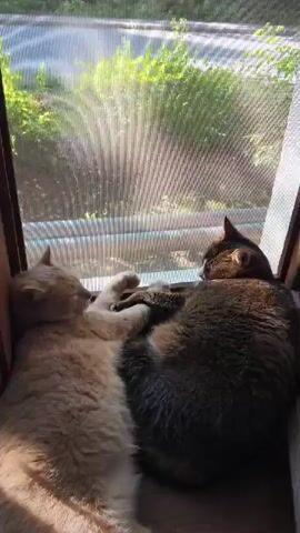 The video shows two cats sleeping together on a windowsill. The cat on the left is a light orange tabby and is curled up with its head resting on its paws. The cat on the right is a calico and is nestled against the orange tabby. The window is covered with a screen and the sunlight is filtering through the leaves of trees outside.