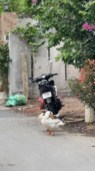 Quiet morning in Hoi An — geese, gardens, and small rituals