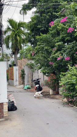 Quiet morning in Hoi An — geese, gardens, and small rituals