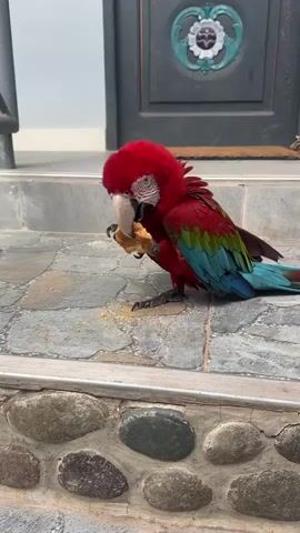 A vibrant red and green macaw parrot is the sole subject of this media file. It is perched on a stone staircase, actively eating a piece of food, likely a cracker or biscuit, held in its beak. The parrot's feathers are a striking combination of red, green, and blue, with a white face and dark eyes. Its taloned feet grip the textured stone surface.

The background reveals the entrance to a building. A dark-colored door with decorative teal and white molding is visible, along with a doormat. To the left, a metal railing suggests the staircase continues. The overall setting appears to be outdoors, possibly a patio or entryway. The lighting suggests it could be daytime, though specific cues for time of day or weather are absent. The parrot's posture and focus on its meal convey a sense of contentment or concentration.

There is no visible text in the media file. The location context provided, Buenos Aires, Peru, does not offer any direct visual cues within the frame itself. The scene is static, focusing entirely on the parrot and its immediate surroundings.