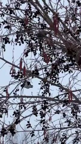 The video shows a tree with many dark berries and reddish-brown catkins, possibly a type of alder or similar tree, against a pale sky. Two small, gray and white birds are perched on the branches within the tree. The focus is mainly on the birds and the tree’s details, with the sky acting as a neutral background. The scene appears to be captured on a winter day, judging by the bare branches.