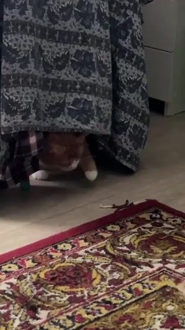 An orange and white cat is partially hidden under a patterned curtain. The cat is stretching its front leg out towards a dark, thin object on the floor. In the foreground, a portion of a red, gold, and black patterned rug is visible. The floor appears to be made of light-colored wood or laminate. The lighting is dim.