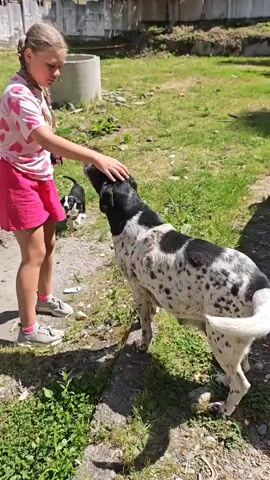 A young girl wearing a pink and white shirt and pink shorts is petting a black and white spotted dog in a grassy outdoor area. A small black and white puppy walks towards the girl and the dog. In the background, there is a concrete wall, some green grass, and a concrete ring. The sun is shining, casting shadows on the ground.
