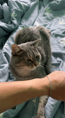 Pet owner documents morning moments with multiple dogs and cats