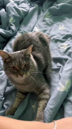 Pet owner documents morning moments with multiple dogs and cats