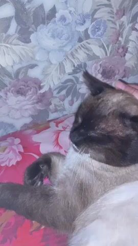 A close-up shot shows a Siamese cat being petted by a person's hand. The cat is lying on a bed with a floral pattern. The cat's eyes are closed, and it appears relaxed. The person's hand is gently stroking the cat's head. The background is blurred, but it appears to be a wall with a floral wallpaper.