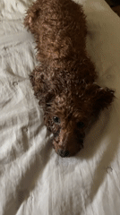 Poodle bath time and rest captured in Sofia home