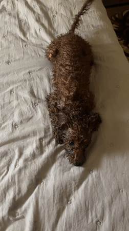 Poodle bath time and rest captured in Sofia home