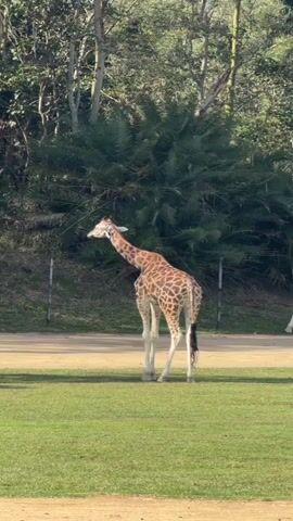 A giraffe stands on a grassy area, facing left. Behind the giraffe is a dirt path and a fence. Further in the background, there are dense green trees and foliage. The giraffe's head is slightly lowered as if it's about to eat something from the bushes. The sunlight is bright, casting shadows on the ground.