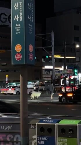 Nighttime Seoul transit area captured on video