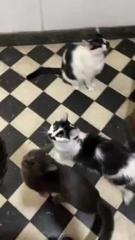 A brief video shows three cats on a black and white checkered floor. One cat is gray and attempts to reach for the food in the bowl held in someone's hand. The gray cat then chases after one of the two black and white cats as the food is spilled on the floor. The cats then begin to eat the food on the floor.