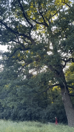 Afternoon stroll through Bila Tserkva's historic park in bloom