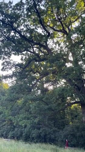 Afternoon stroll through Bila Tserkva's historic park in bloom