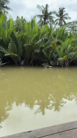 The video shows a murky brown river bordered by lush green palm trees and other tropical foliage. A long, narrow wooden boat, powered by a small outboard motor, is moving from left to right across the frame. A single person, wearing a blue shirt and dark shorts, is visible in the boat, steering it. The water reflects the trees and the sky, which is overcast. The foreground shows a wooden deck or structure, suggesting the viewpoint is from a dock or a similar elevated position. The boat is moving at a moderate speed, creating a slight wake.