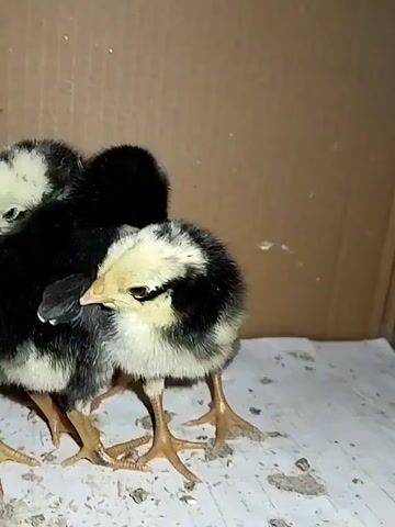The video displays a close-up, static shot of a group of four young chickens, or chicks. The chicks are clustered together, facing slightly towards the right side of the frame. They have a distinctive black and white or yellowish-white plumage. Their legs and feet are visible and appear to be a yellowish-orange color. The background is a plain brown, appearing to be cardboard, with some white material, possibly bedding, on the ground beneath the chicks. The lighting is dim. No actions or interactions between the chicks are clearly depicted due to the static nature of the video and the close framing.