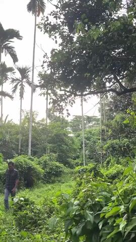 The video showcases a group of individuals walking through a lush, dense jungle environment. The scene is characterized by abundant greenery, tall palm trees, and thick vegetation, suggesting a tropical location. The time of day appears to be late afternoon or early evening, as indicated by the soft, diffused lighting and the slightly overcast sky. The weather seems humid, typical of a tropical climate.

The subjects are men, dressed in casual clothing. One man, in the foreground of the first frame, wears a plaid shirt and jeans. He is walking through tall grass and foliage, appearing to explore the area. In subsequent frames, other men are seen walking in different directions within the jungle. One man in a black shirt walks towards the camera, while another, in a plaid shirt and jeans, moves away. In the final frames, a man in a blue shirt is seen bending down, possibly interacting with the vegetation.

The activity depicted is a leisurely walk or exploration through a natural, undeveloped area. The dense foliage and tall trees create a sense of being immersed in nature. There are no visible objects of human construction, apart from what the people are wearing, reinforcing the natural setting. The overall mood is one of peaceful exploration and enjoyment of the natural landscape. The location cues, such as the specific type of palm trees and the density of the jungle, point towards a tropical region. Although no explicit text is visible, the environment strongly suggests a location like Aronpirak, Indonesia, as suggested by the context.