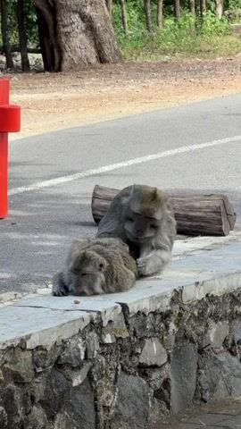 Two monkeys are on a stone wall next to a road. One monkey is lying down on its side with its head resting on the wall. The other monkey is sitting behind the first monkey, grooming its fur. A log is visible on the road behind the monkeys. A red post is in the background to the left, and a tree and foliage are behind the road.