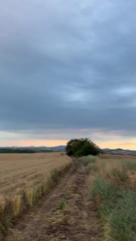 This is a vertical, medium-shot video of a landscape in Garvanovo, Bulgaria. The scene is captured at dusk, with a dramatic sky filled with heavy, gray clouds that are beginning to break as the sun sets, casting a warm glow on the horizon. The weather appears to be overcast, with a hint of impending rain.

The foreground is dominated by a dirt path leading into a field of dry, golden wheat. To the left of the path, a large, bushy green tree stands prominently, providing a stark contrast to the muted tones of the surrounding fields. On the right, the wheat field stretches out, with patches of green brush intermingled with the stalks. In the distance, rolling hills or mountains are visible against the twilight sky, their shapes softened by the fading light. The overall atmosphere is serene and tranquil, evoking a sense of quietude and the beauty of nature at the end of the day. There is no visible text or human presence in the video.