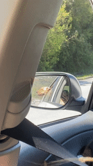 Dog enjoys car ride breeze near Prijevor, Montenegro