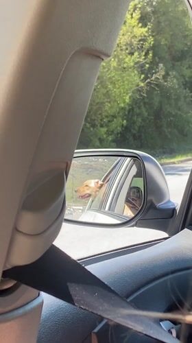 Dog enjoys car ride breeze near Prijevor, Montenegro