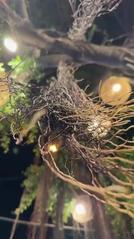 The video shows a low-angle shot looking up into the canopy of a large tree at night. Several lights are visible, some hanging from the branches and some integrated into woven basket-like fixtures. The tree has thick branches and hanging aerial roots, creating a dense, natural atmosphere. The lighting is warm and creates a cozy, ambient effect. Some of the lights have a soft glow, while others are brighter and more focused. The leaves of the tree are visible, adding to the lush, natural feel of the scene. The overall impression is one of a peaceful, outdoor setting illuminated by decorative lighting.