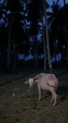 Water buffalo spotted under palm trees in Thailand village