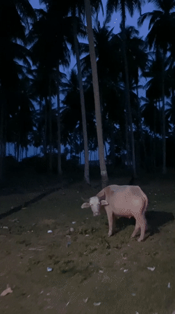 Water buffalo spotted under palm trees in Thailand village
