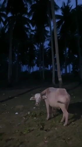 Water buffalo spotted under palm trees in Thailand village