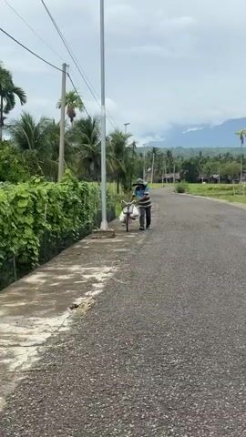 A person walks a bicycle along a paved road. The person is wearing a wide-brimmed hat and a striped shirt. The bicycle has bags attached to the handlebars and the rear rack. The road is bordered by a concrete path and a dense green hedge. In the background, there are palm trees, houses, and a mountain range under a cloudy sky. The overall environment appears to be rural.