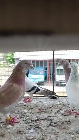 The video shows a close-up view of several pigeons inside a cage. The pigeons are of various colors, including brown, white, and black and white. Some of the pigeons have bands on their legs, indicating they may be trained or owned. The cage appears to be made of metal mesh and is situated outdoors, as suggested by the natural lighting and the background. In the background, a blue truck and a white van are visible, along with some fencing and vegetation, suggesting an outdoor area, possibly a farm or a rural setting. The ground inside the cage is covered with what looks like dirt and discarded feathers. The pigeons are mostly standing or walking around, and some are interacting with each other. One pigeon in the foreground is looking directly at the camera, with a yellow band on its leg. The overall impression is a candid shot of pigeons in their enclosure. The time of day appears to be daytime, with bright lighting. There is no visible text in the video.