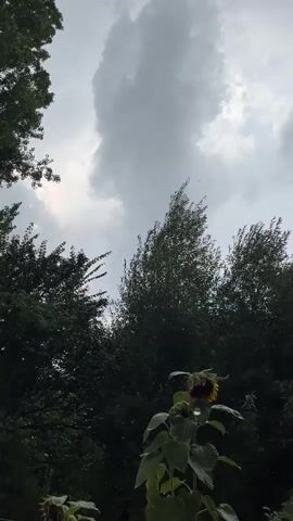 The video is an upward shot of a stormy sky above a line of trees. A single sunflower, bowed under the weight of the storm, is visible in the foreground. The sky is overcast with dark, heavy clouds and there appears to be light precipitation falling. The trees are dense and green, with some branches appearing to sway in the wind.