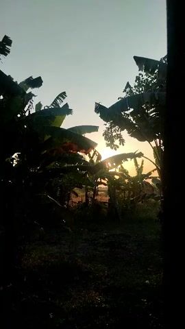 The video shows a silhouette of banana trees against a bright sky. The sun is setting or rising, casting a warm glow through the leaves. The scene is dark, with the trees and foliage forming a natural frame around the sun. The environment appears to be a rural or tropical setting.