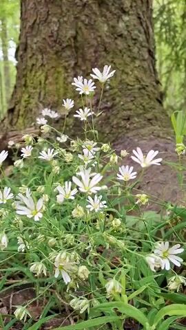 The video shows a cluster of white flowers growing around the base of a large tree. The tree has rough, brown bark with patches of green moss. The flowers have slender stems and star-shaped petals. Green grass and small brown leaves cover the ground surrounding the flowers and tree.  The scene is likely set in a forest, with other trees visible in the background.