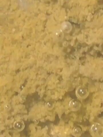 The video shows a close-up view of a sandy or silty underwater surface. Several small, transparent bubbles are visible, some clustered together, rising from the substrate. The water appears murky, with the sandy bottom dominating the frame. The camera is static, and the lighting suggests an underwater environment. No people or other creatures are clearly discernible.