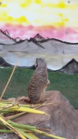 A single meerkat stands upright on a large rock, positioned in front of a painted backdrop depicting mountains and a vibrant sunset. The meerkat, characterized by its mottled gray and brown fur, is alert and observant, its head moving slightly as it surveys its surroundings. The backdrop, though painted, offers a sense of depth with its layered mountain ranges and colorful sky. In the foreground, near the base of the rock, are several pieces of dried, yellowed vegetation, possibly leaves or stems. The setting appears to be an enclosure or exhibit, likely at a zoo or wildlife park, given the controlled environment and painted scenery.