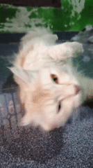 Cats, critters, and daily life in Santing, Indonesia