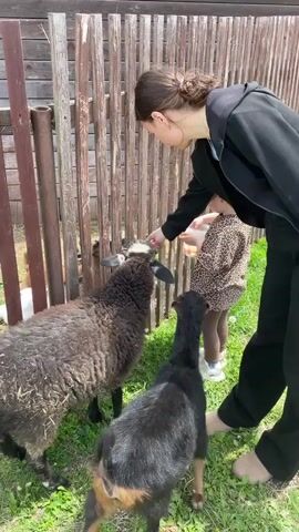A young woman and a small child are outdoors, feeding a sheep and a goat. The woman wears a light blue top and black pants, while the child is in a leopard-print top and brown pants. The child holds a small white container, offering food to the animals. A dark brown sheep with thick wool and a black goat with tan markings are eagerly eating from the child's hand and the container. They are standing on green grass, with a rustic wooden fence behind them. The scene appears to be set during the daytime under bright conditions. The location context is Timofeevka, Russia.