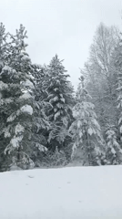 Snow-covered forest documented in Russia during spring morning