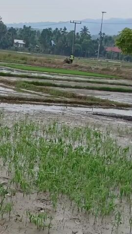 A person is operating a small tractor in a muddy, flooded rice paddy. The tractor is pulling a piece of equipment, likely for tilling the soil. Several rows of young green plants are visible in the foreground, partially submerged in water. In the background, there are trees, houses, and power lines. The sky is overcast.