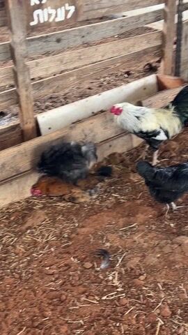 The video shows a rooster and hens in a fenced area covered with reddish-brown dirt and straw. The rooster has white and black plumage. Two hens, one brown and one black, are sitting close to a wooden structure, where a sign written in Hebrew is placed. The rooster walks around the area, sometimes looking at the hens. A feather lies on the ground.
