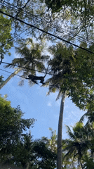 Monkeys traverse power lines through palm trees in Sri Lanka