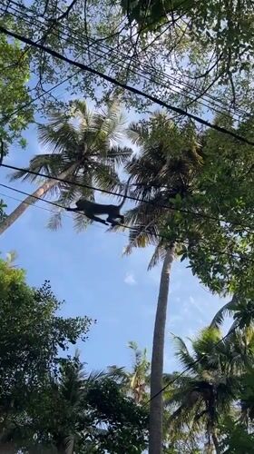 Monkeys traverse power lines through palm trees in Sri Lanka